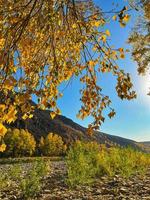 A warm sunny day. Field, grass. The shore of a quiet river. photo