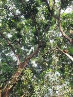 Under the shade of many branches of big and tall tree. photo