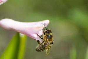 Bee on pink hyacinth flower. close up collecting pollen in a blooming garden photo