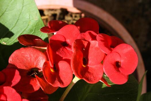 Red Poi Sian flower blooming in pot photo