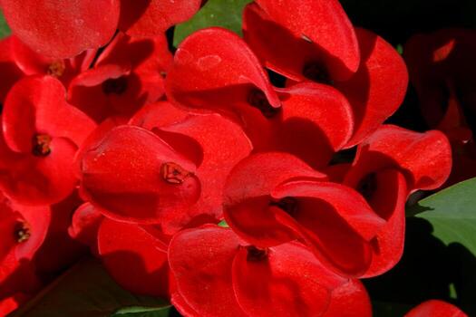 Red Poi Sian flower blooming in pot photo