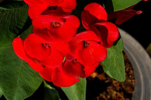 Red Poi Sian flower blooming in pot photo