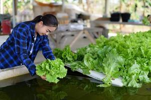 granjero mujer cuidando hidroponia vegetal trama, orgánico vegetales foto