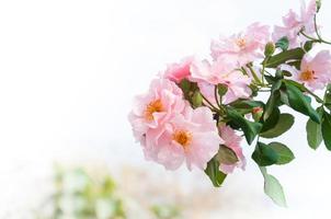 Beautiful pink roses in the garden,Pink eustoma flower bouquet for background photo