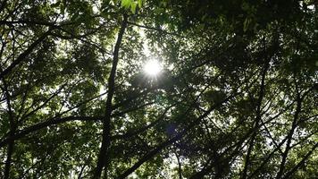 verme occhio Visualizza di rami e le foglie di verde alberi nel foresta con sole raggi. intro e transizione concetto video