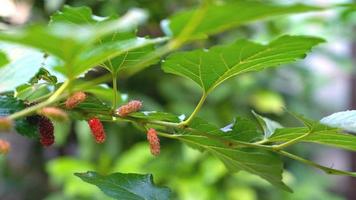 detailopname moerbei fruit, van rechts naar links pan schot video