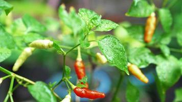 closeup chilli peppers with water drops, Right-to-left pan shot video