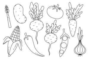 Set of root crops in doodle style. Collection of vegetables in a linear style. Vector illustration. Onions, peas, beets, turnips, tomatoes, corn. Types of root crops.