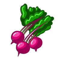 Vector isolated colorful radish. Organic vegetable food illustration for salat