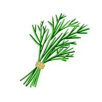 Vector isolated colorl dill. Organic vegetable food illustration for healthy nutrition diet vegetarian or vegan