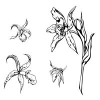 Hand drawn vector ink orchid flowers, stems, leaves, monochrome, detailed outline. Composition with branches. Isolated on white background. Design for wall art, wedding, print, tattoo, cover, card.