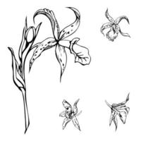 Hand drawn vector ink orchid flowers, stems, leaves, monochrome, detailed outline. Composition with branches. Isolated on white background. Design for wall art, wedding, print, tattoo, cover, card.