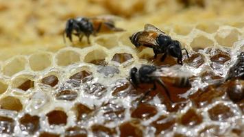 Apis florea or dwarf honey bee, is one of two species of small. It's building a nest. video