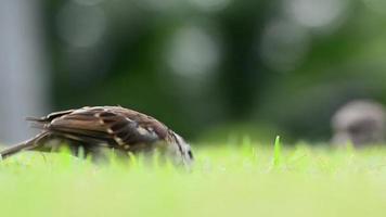 a pardal estão encontrar Comida para comer em a gramado dentro a jardim. video