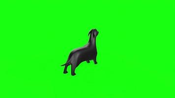 Black dog isolated on green background video