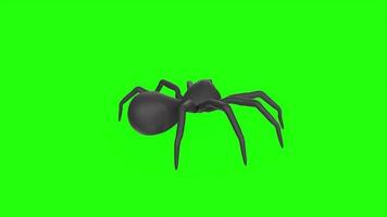 spider on a green background video