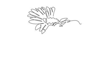 själv teckning animering av ett enda linje dra en daisy. vår begrepp. full längd animering illustration. hög kvalitet 4k antal fot. video