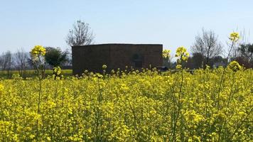 Yellow rapeseed in the field, rapeseed flowering. Rapeseed cultivation video