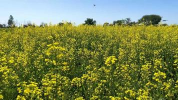 giallo colza nel il campo, colza fioritura. colza coltivazione video