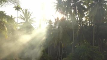 rook en straal Bij kokosnoot boerderij in ochtend. video