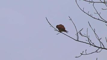 Brown hawk sitting on tree attentively watching for prey and hunting for rodents like squirrels and mice as bird of prey and flying predator in Germany perching while birdwatching and ornithology view video