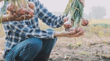 Aziatisch vrouw en Mens boer werken samen in biologisch hydrocultuur salade groente boerderij. gebruik makend van tablet inspecteren kwaliteit van sla in kas tuin. slim landbouw video