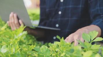 asiatisk kvinna och man jordbrukare arbetssätt tillsammans i organisk hydroponiska sallad vegetabiliska odla. använder sig av läsplatta inspektera kvalitet av sallad i växthus trädgård. smart jordbruk video