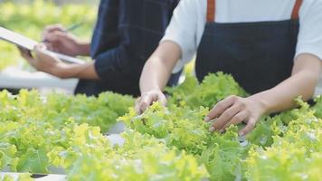 asiatisk kvinna och man jordbrukare arbetssätt tillsammans i organisk hydroponiska sallad vegetabiliska odla. använder sig av läsplatta inspektera kvalitet av sallad i växthus trädgård. smart jordbruk video