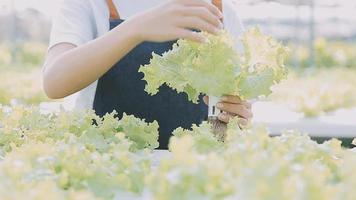 asiatique Oman agriculteur à la recherche biologique des légumes et en portant tablette, portable pour vérification ordres ou qualité ferme dans Matin lumière video