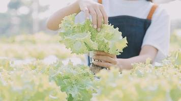 Asian oman farmer looking organic vegetables and holding tablet, laptop for checking orders or quality farm in morning light video