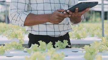 asiatisch Oman Farmer suchen organisch Gemüse und halten Tablette, Laptop zum Überprüfung Aufträge oder Qualität Bauernhof im Morgen Licht video