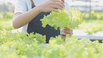 ásia mulher e homem agricultor trabalhando juntos dentro orgânico hidropônico salada vegetal Fazenda. usando tábua inspecionar qualidade do alface dentro estufa jardim. inteligente agricultura video