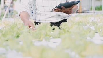 asiático Omán granjero mirando orgánico vegetales y participación tableta, ordenador portátil para comprobación pedidos o calidad granja en Mañana ligero video