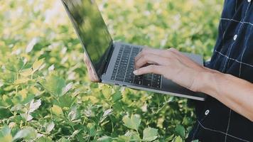 Aziatisch Oman boer op zoek biologisch groenten en Holding tablet, laptop voor controle bestellingen of kwaliteit boerderij in ochtend- licht video