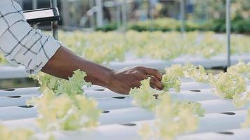 Aziatisch Oman boer op zoek biologisch groenten en Holding tablet, laptop voor controle bestellingen of kwaliteit boerderij in ochtend- licht video