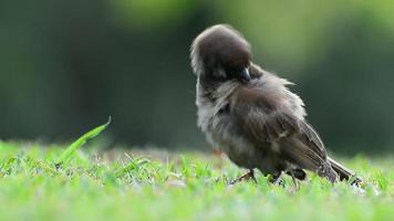 das Spatz sind Reinigung das Gefieder auf das Rasen im das Garten. video