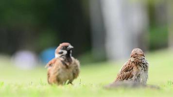 The sparrow are cleaning the feathers on the lawn in the garden. video