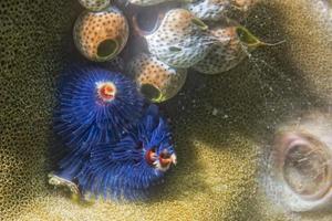 blue christmas tree worm photo