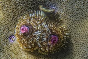 christmas tree worm photo