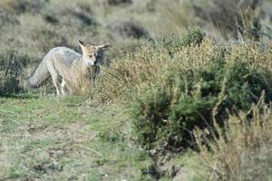 grey fox hunting on the grass photo