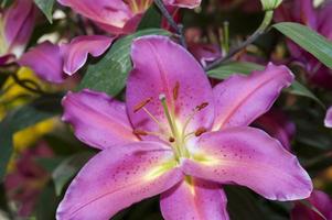 pink purple lily flower photo