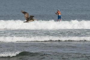 Pelican while flying near surfers on california beach photo