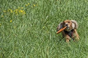 contento perrito perro corriendo a usted en verde césped antecedentes foto