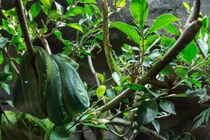 green python on a tree photo