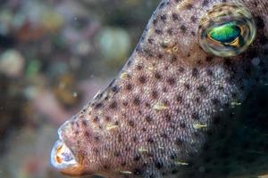 trigger fish underwater close up portrait photo
