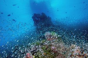 Glass fishes giant bait ball moving underwater photo