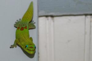 gecko de día de polvo de oro mientras te mira foto