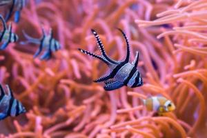 cardinal fish detail close up while diving photo