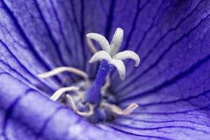 pistilo blanco dentro de la flor violeta foto