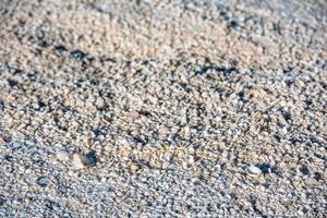 shell beach in west australia photo